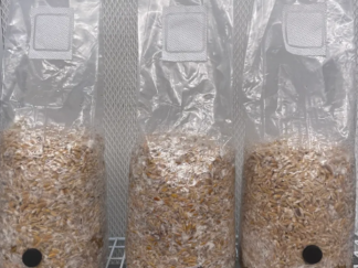 Pre-Inoculated Grains 2LB