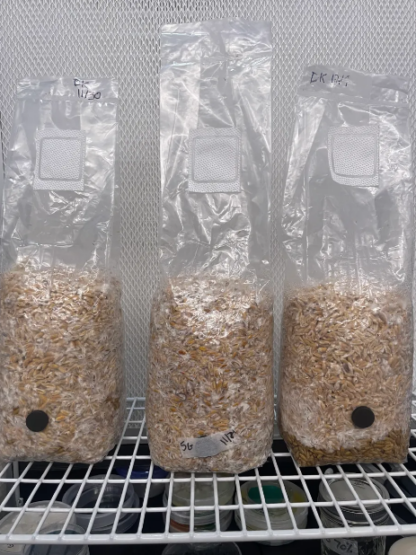 Pre-Inoculated Grains 2LB